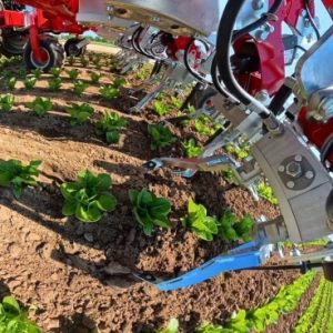 Invera cultivating