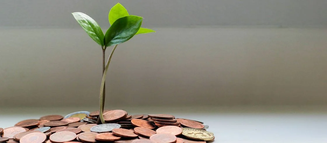 Seedlings among coins